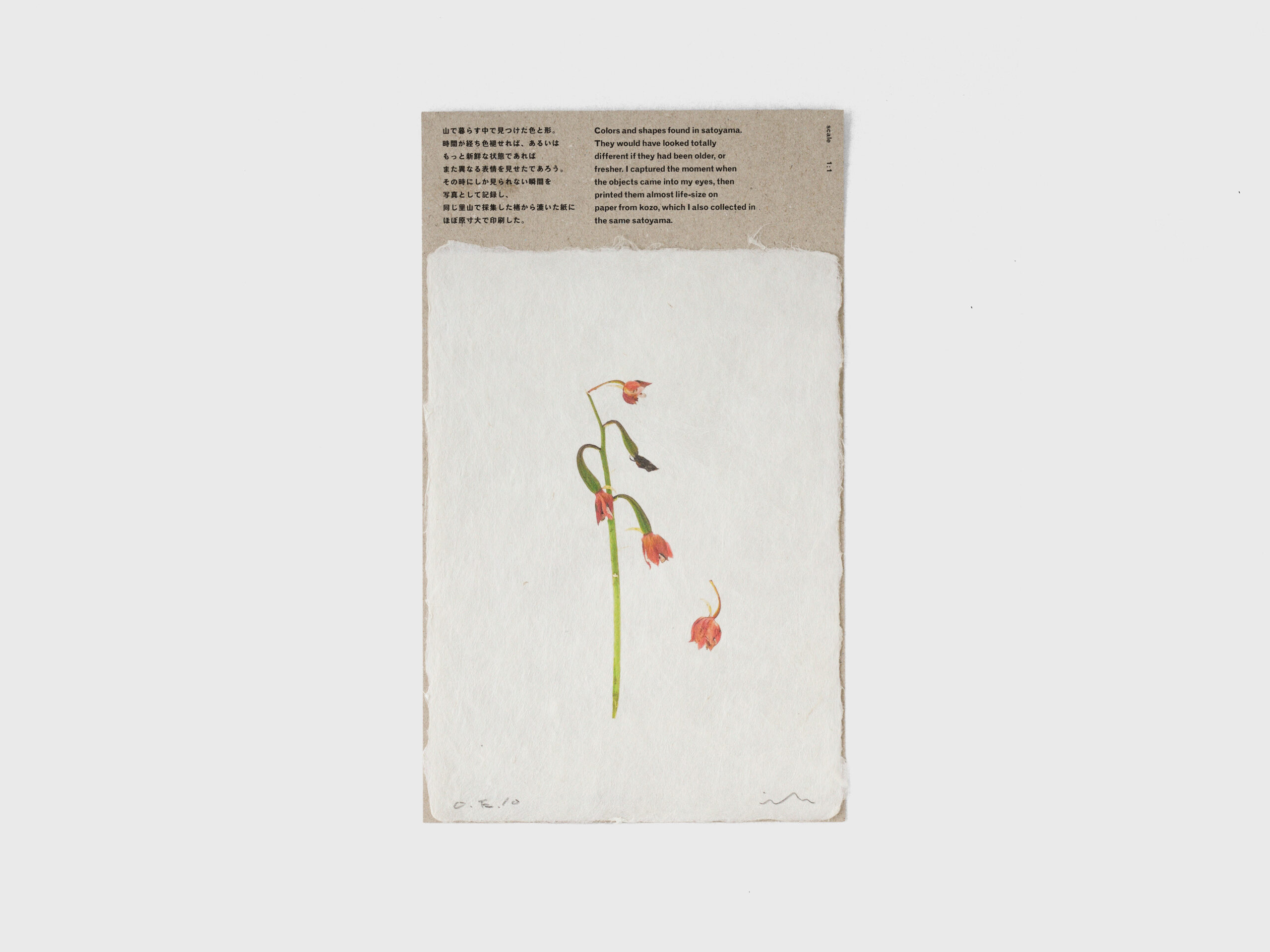 勝手口の花